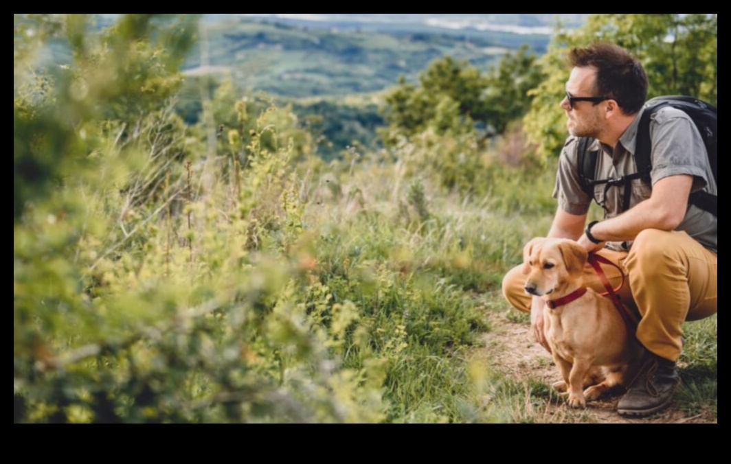 Hiking with Hounds: Outdoor Adventures for Active Dog Owners