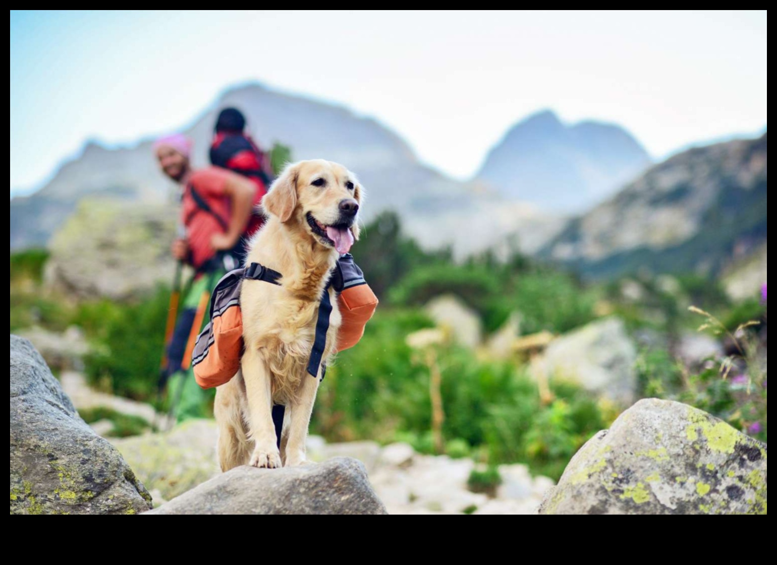 Hiking with Hounds: Outdoor Adventures for Active Dog Owners