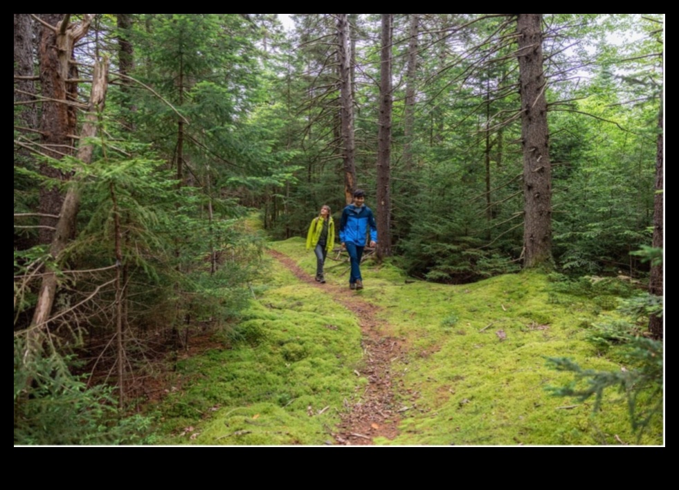 Woodland Workouts: Outdoor Exercises in Peaceful Forests