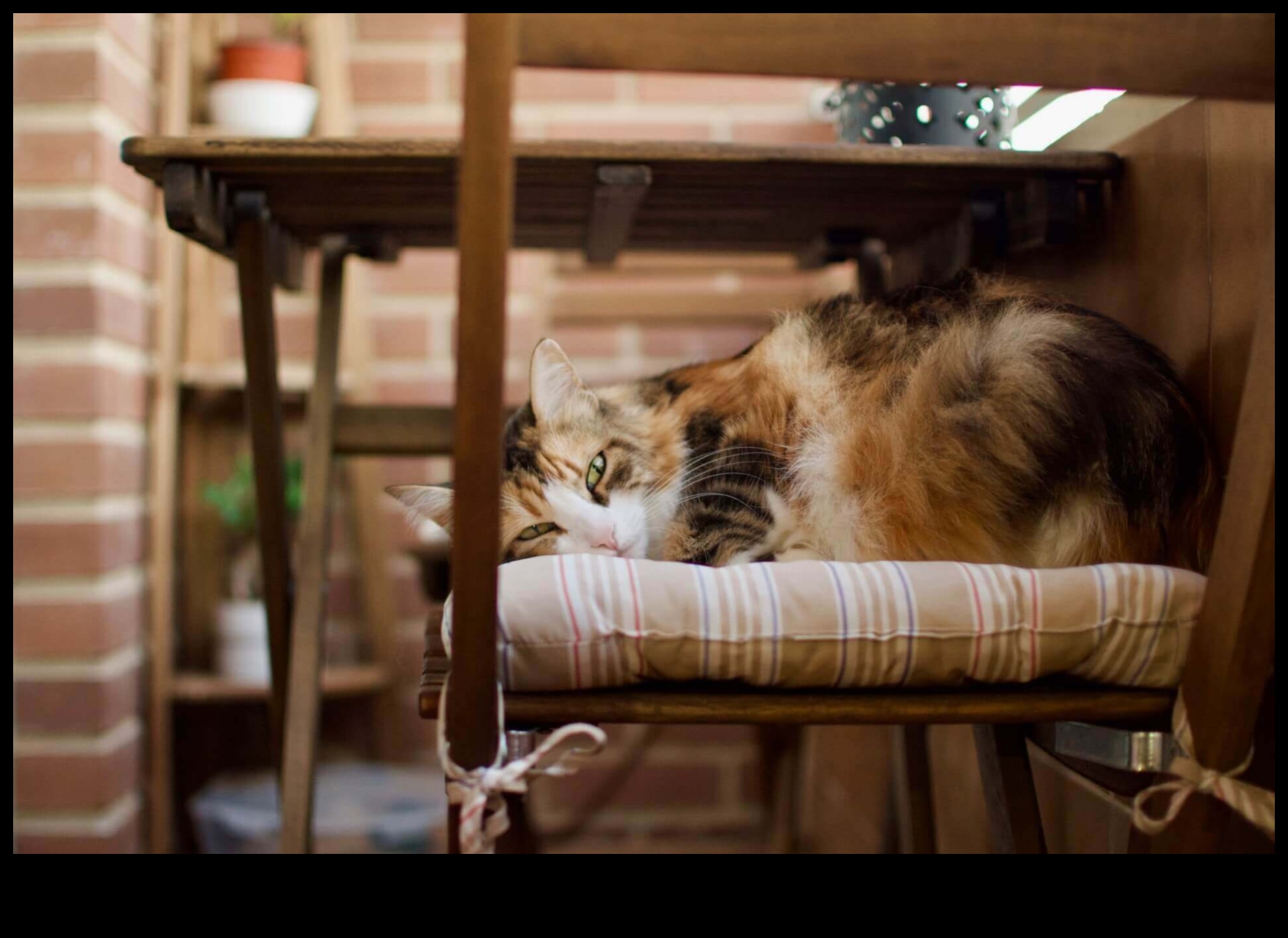 Home Sweet Home: Creating a Safe Haven for Your Cat
