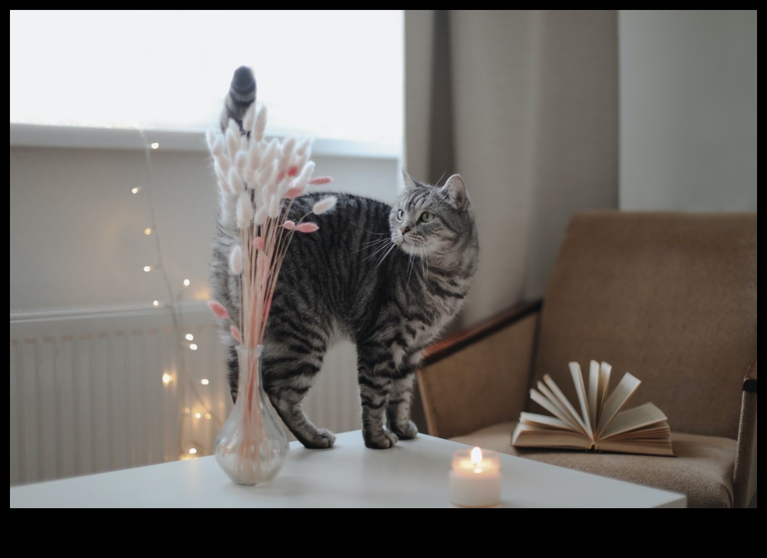 Home Sweet Home: Creating a Safe Haven for Your Cat