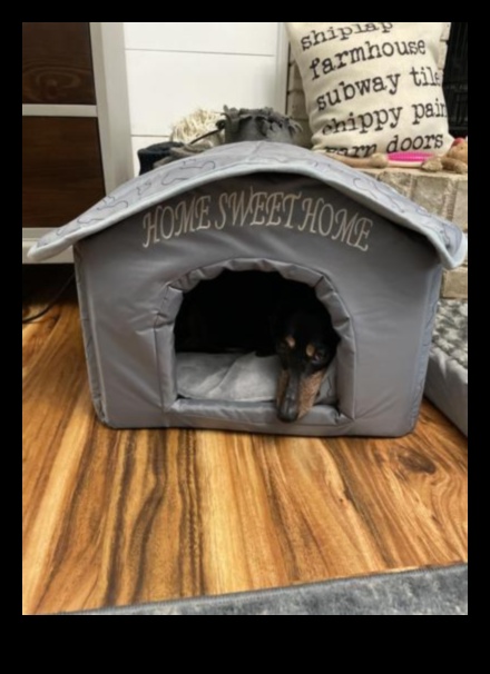 Home Sweet Home: Creating a Safe Haven for Your Dog