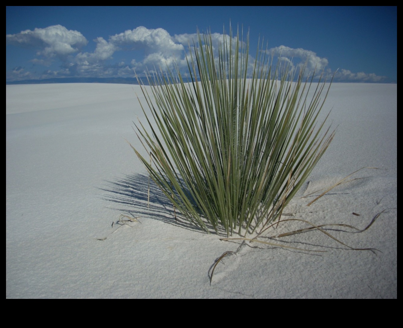 Homefront Harmony: Finding Peace in Nearby Attractions