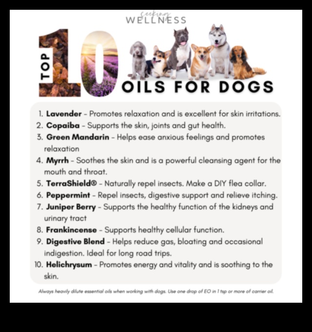 Homemade Dog Shampoo Recipes: DIY Solutions for a Clean Pup