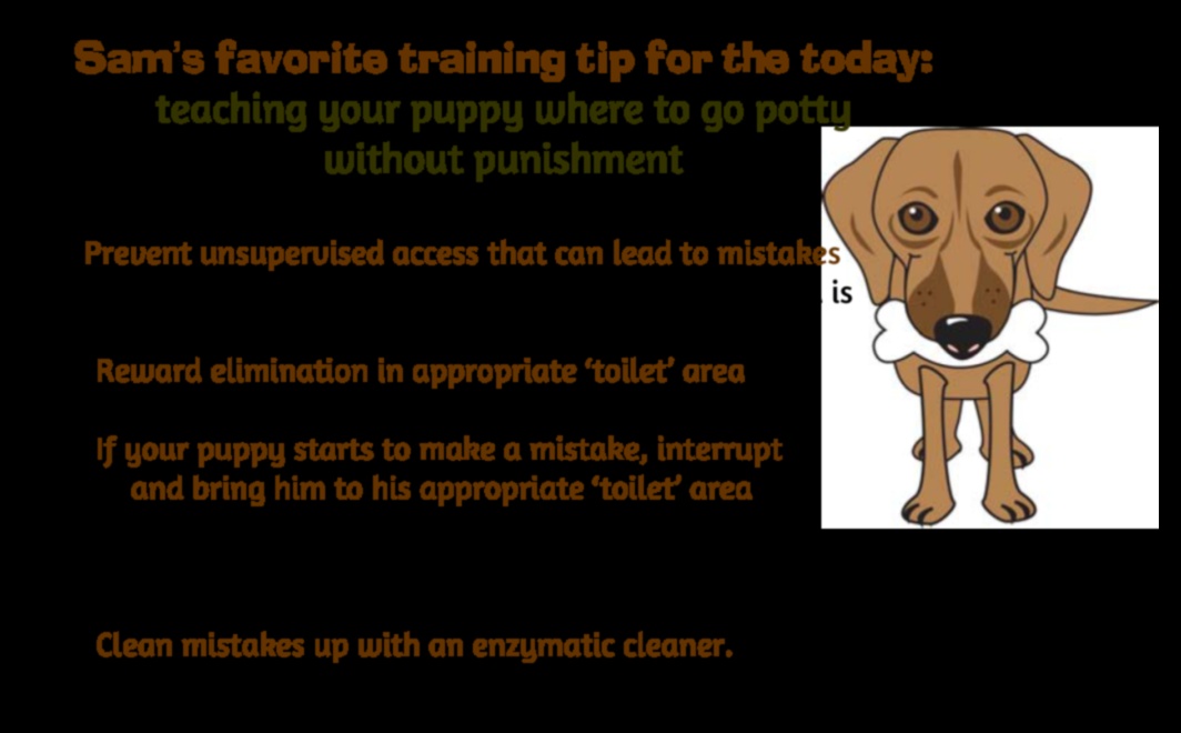 Housebreaking Hints Tips for Potty Training Your Puppy 2 Housebreaking Hints: Tips for Potty Training Your Puppy
