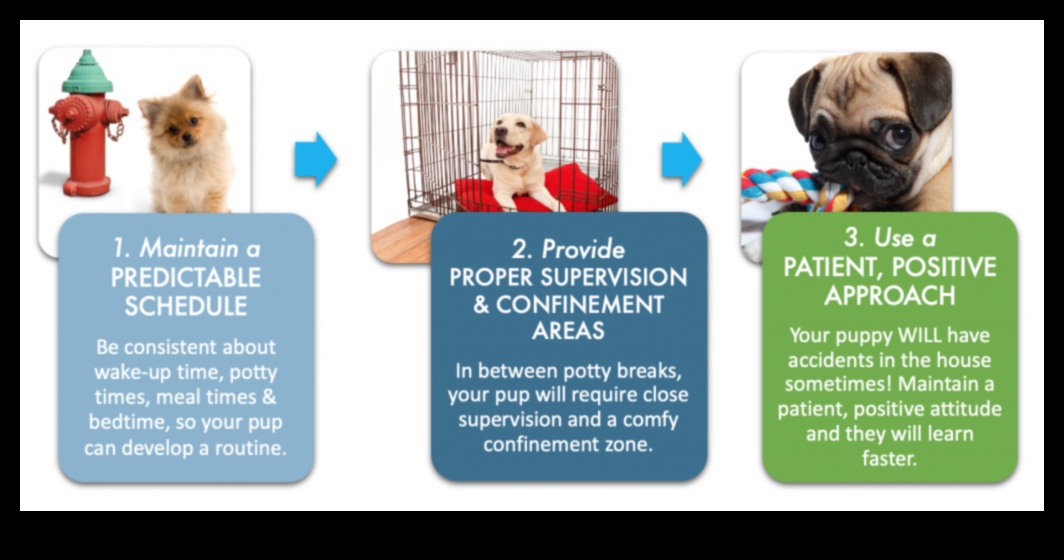 Housebreaking Hints Tips for Potty Training Your Puppy 3 Housebreaking Hints: Tips for Potty Training Your Puppy