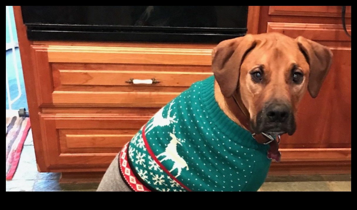 Howl-iday Celebrations: Festive Ideas for Dogs and Their Families