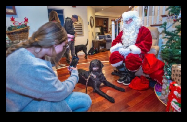 Howl-iday Celebrations: Festive Ideas for Dogs and Their Families