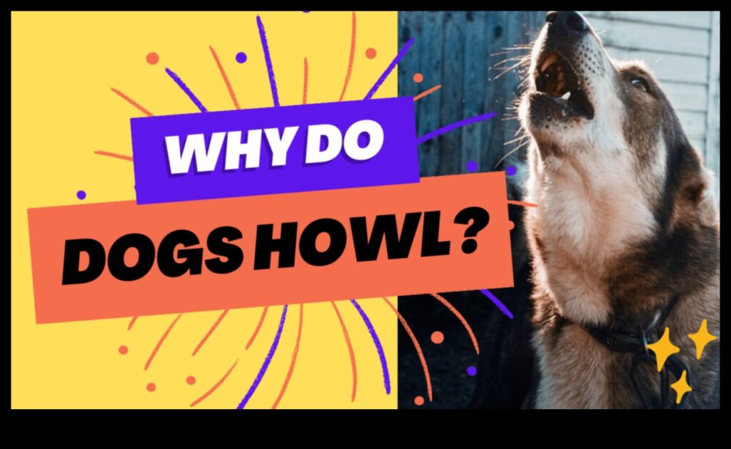 Howling Harmony Understanding and Addressing Dog Barking 1