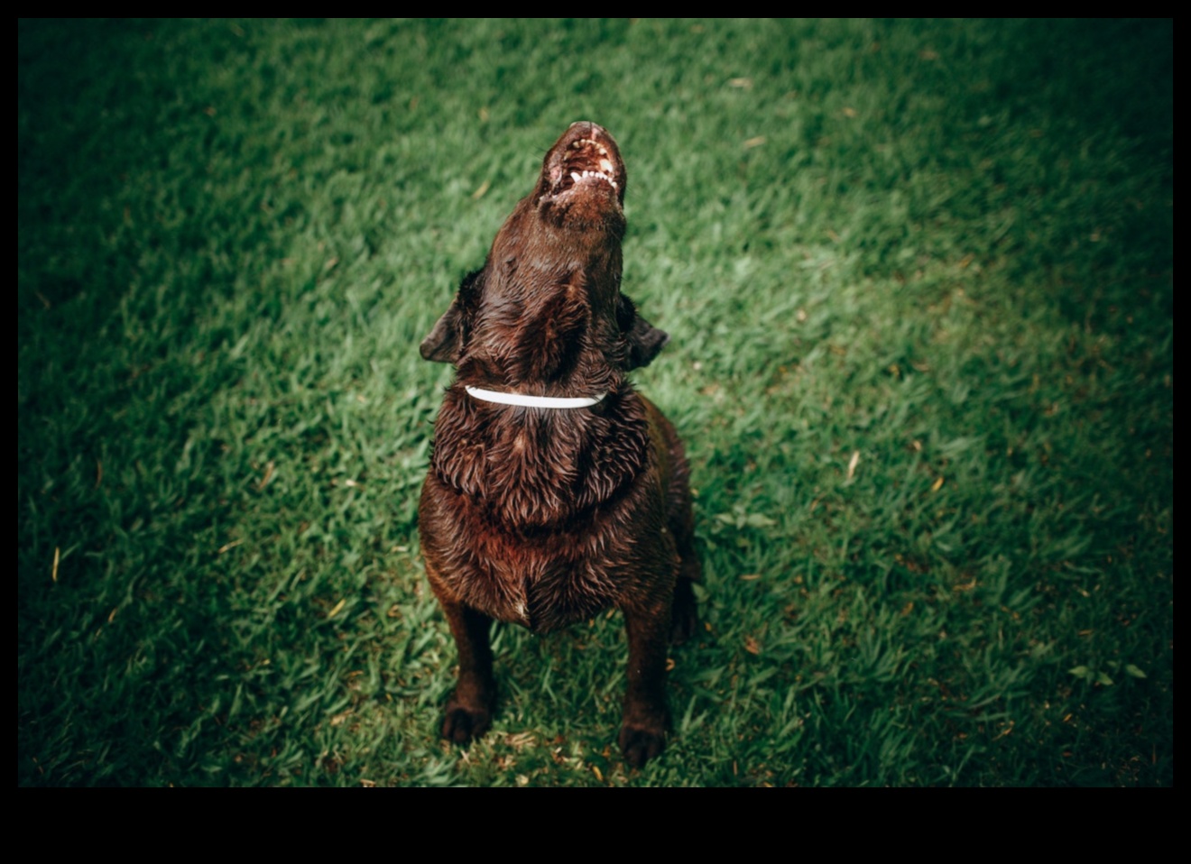 Howling Harmony: Understanding and Addressing Dog Barking