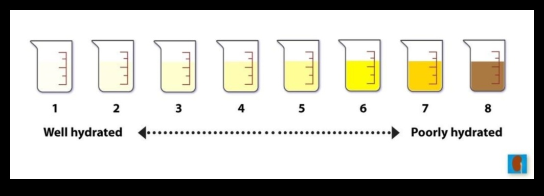 Hydration Hacks: Optimizing Water Intake for Peak Performance