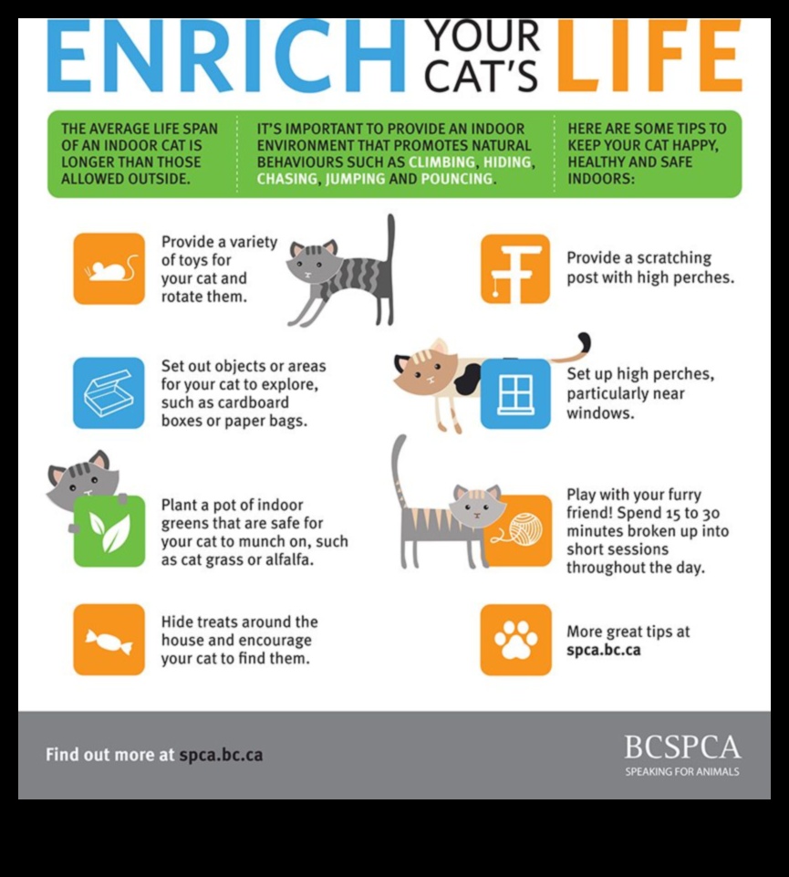 Indoor Adventure Ideas Keeping Cats Stimulated and Happy 1