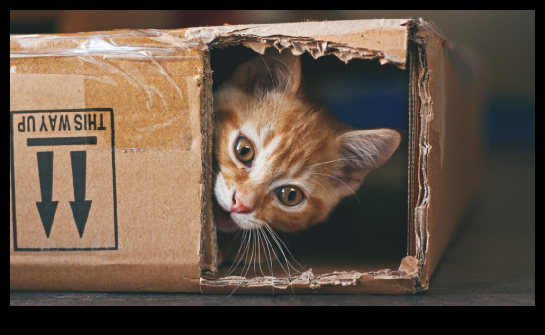 Indoor Adventure Ideas: Keeping Cats Stimulated and Happy