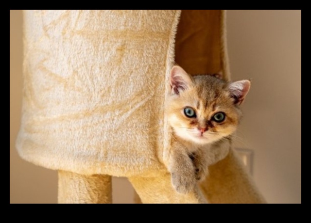Indoor Adventure Ideas: Keeping Cats Stimulated and Happy