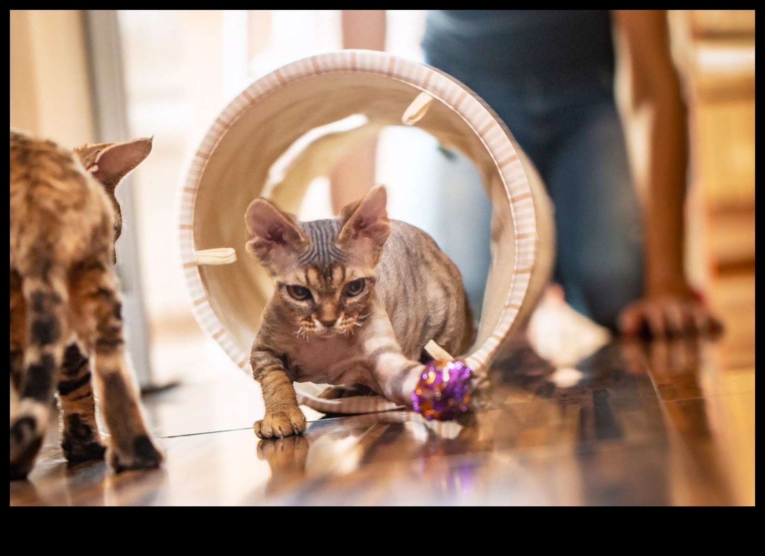 Indoor Adventure Ideas: Keeping Cats Stimulated and Happy