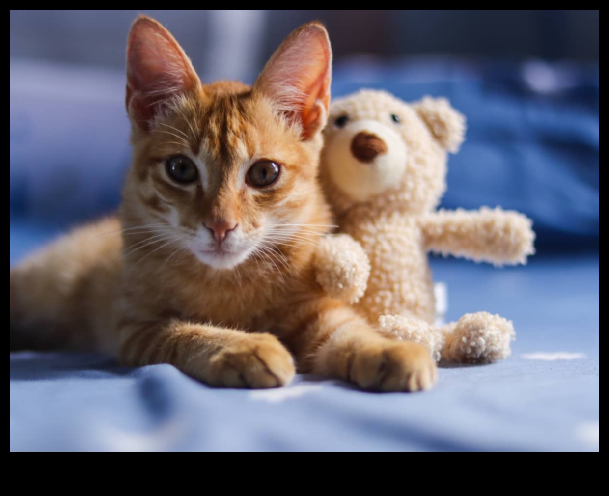 Kitten Care 101: Essential Tips for New Cat Owners