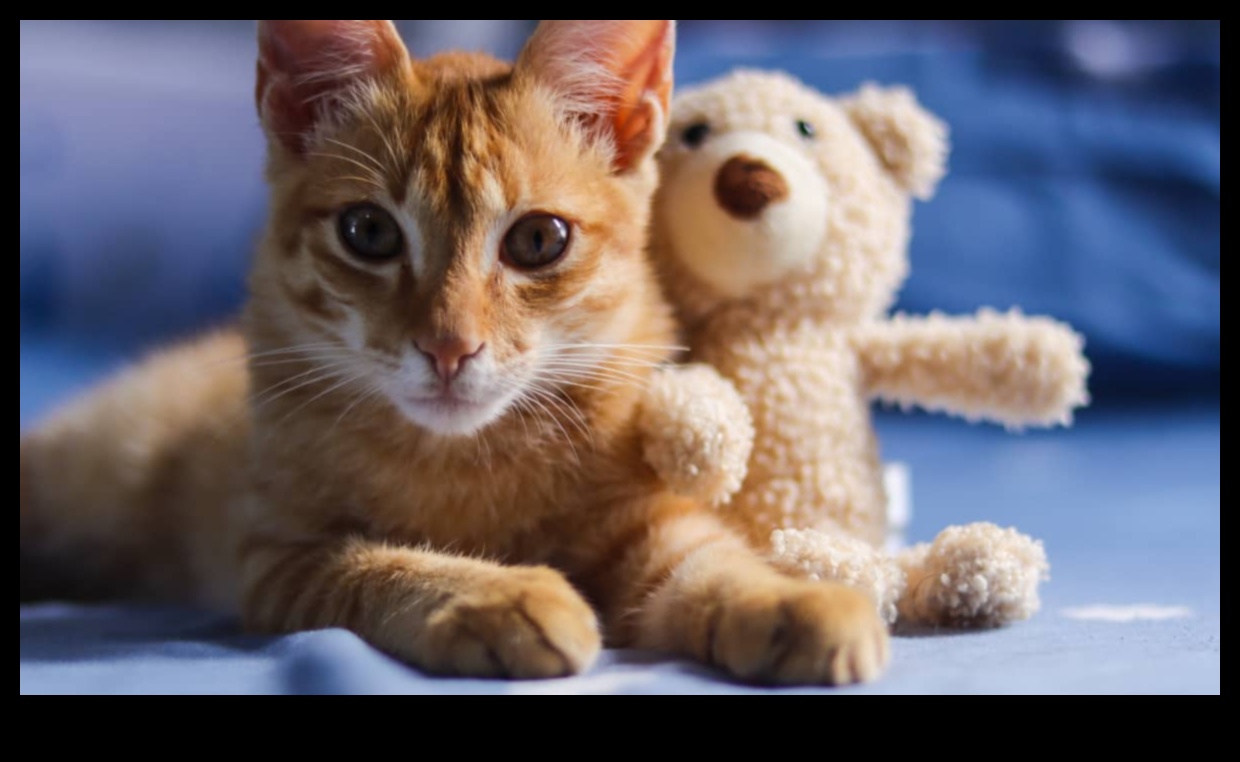 Kitten Care 101: Essential Tips for New Cat Owners