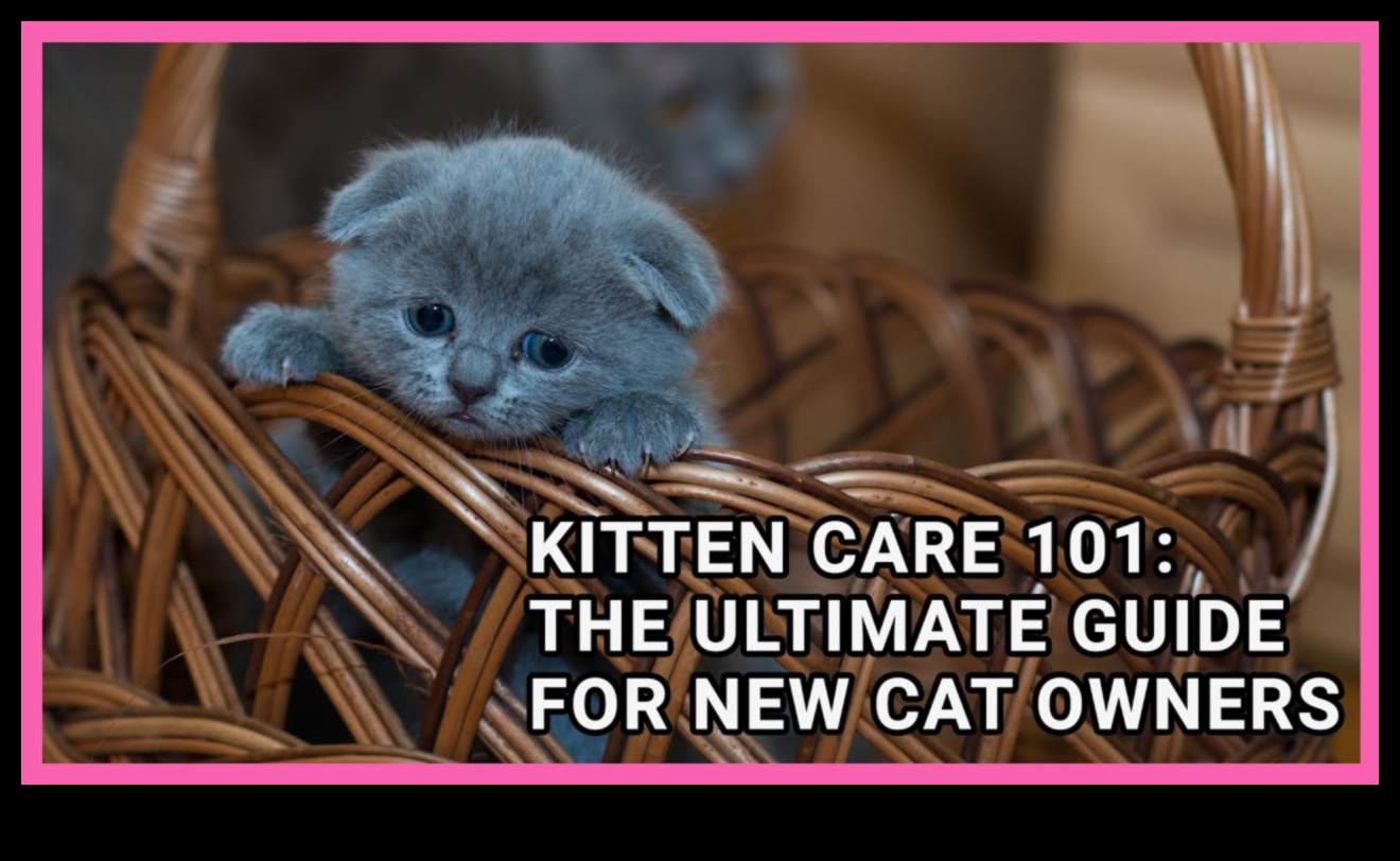 Kitten Care 101: Essential Tips for New Cat Owners