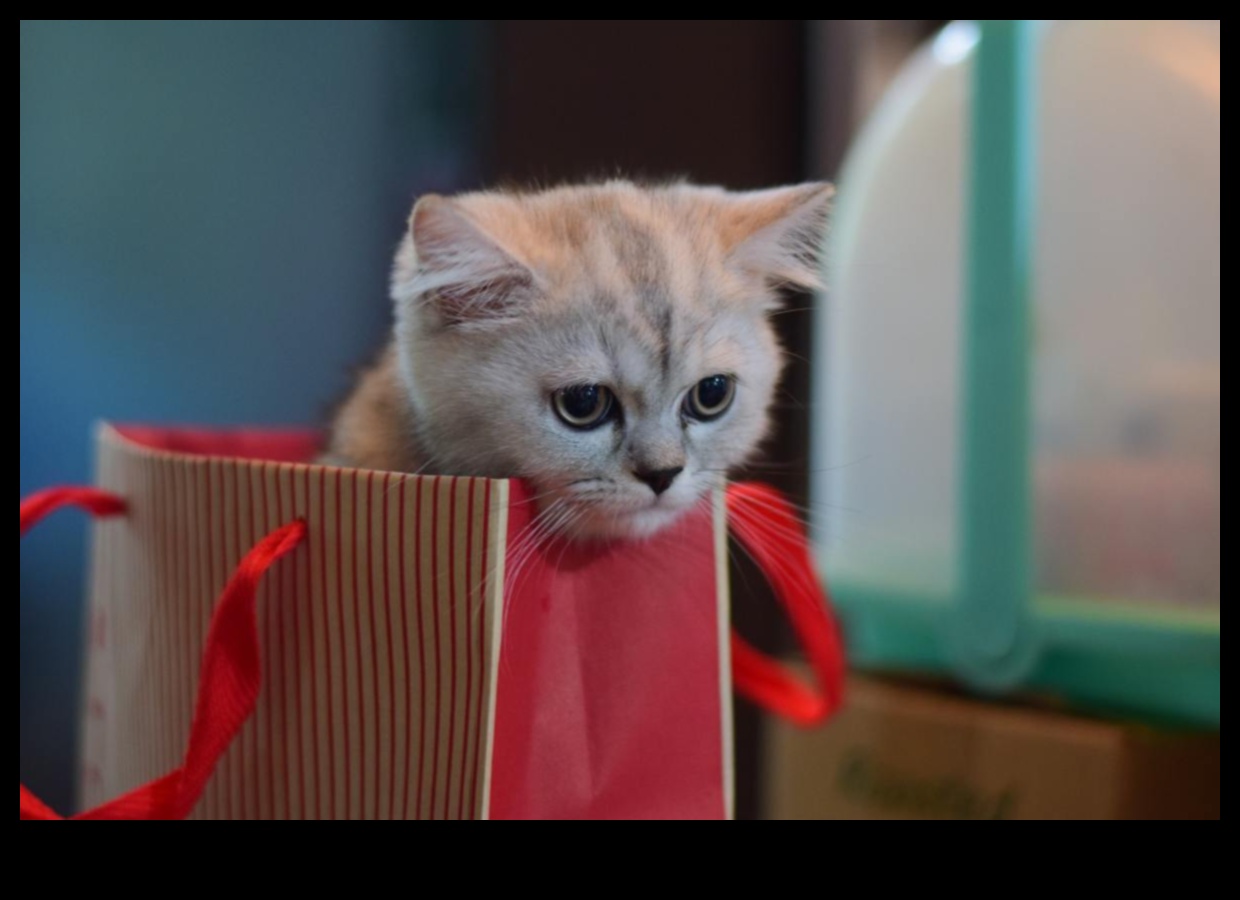 Kitten Care 101: Essential Tips for New Cat Owners