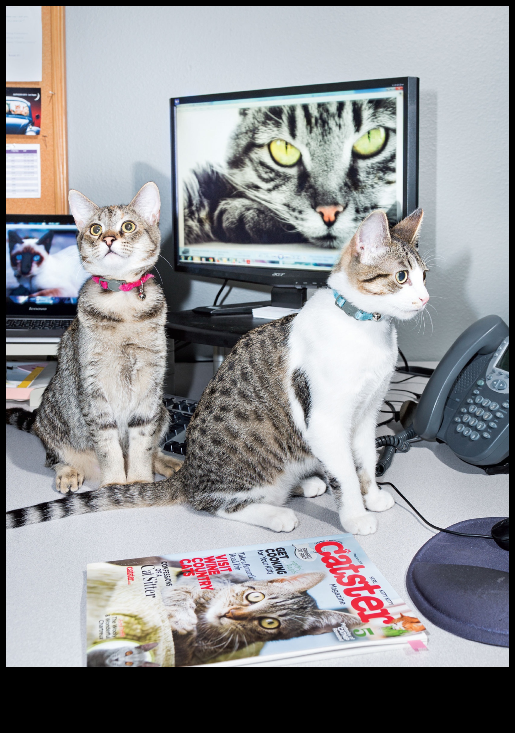 Kitten Korner Continued: Further Adventures in Young Cat Ownership