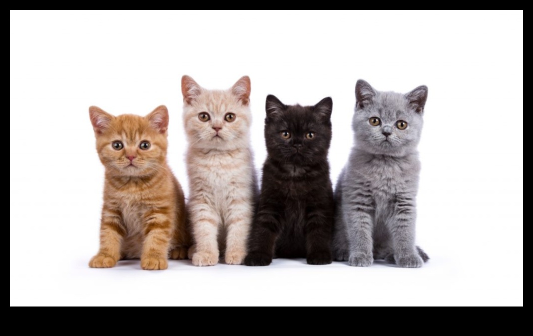 Kitten Korner: Navigating the World of Young Cat Ownership