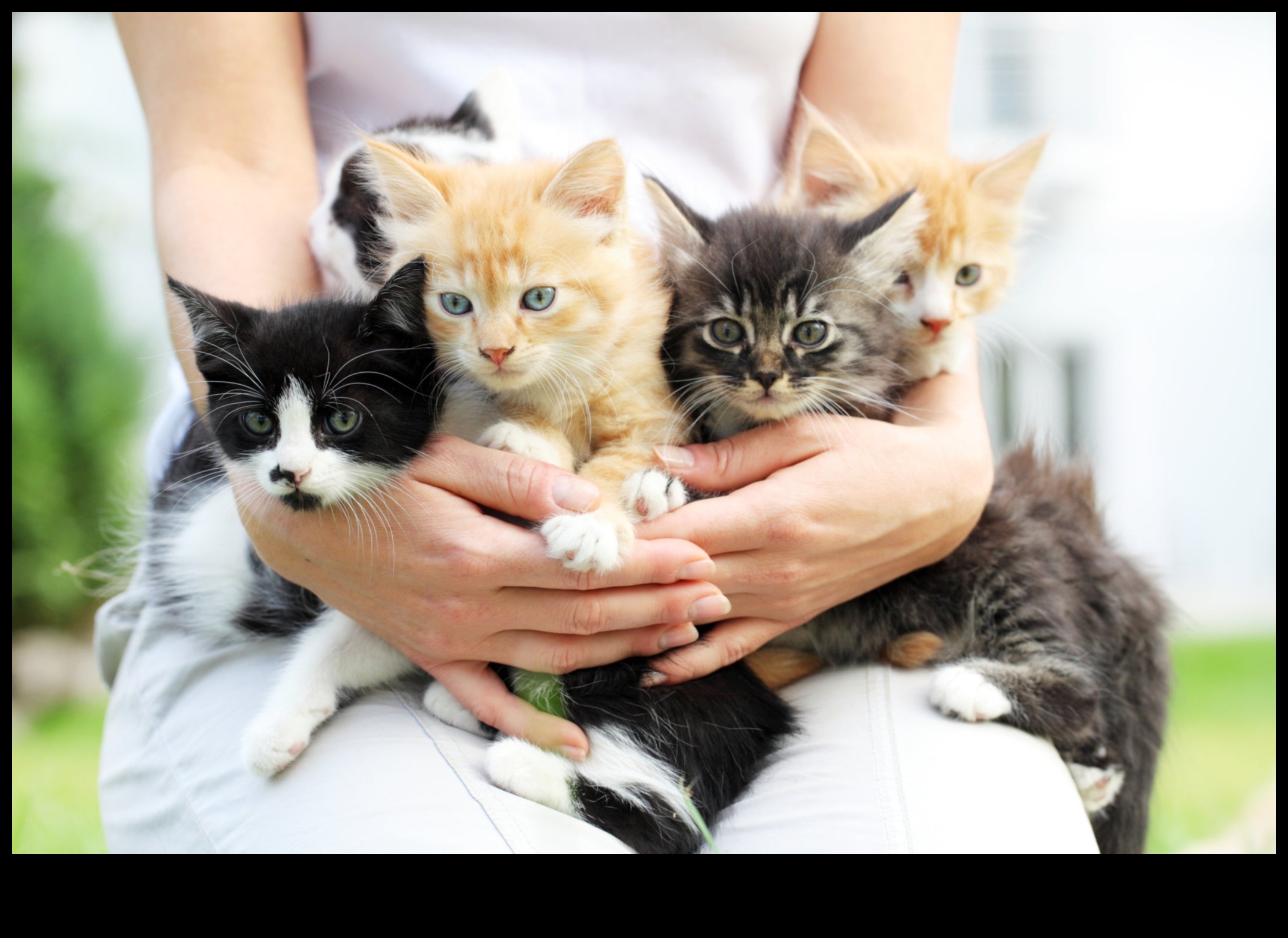 Kitten Korner: Navigating the World of Young Cat Ownership