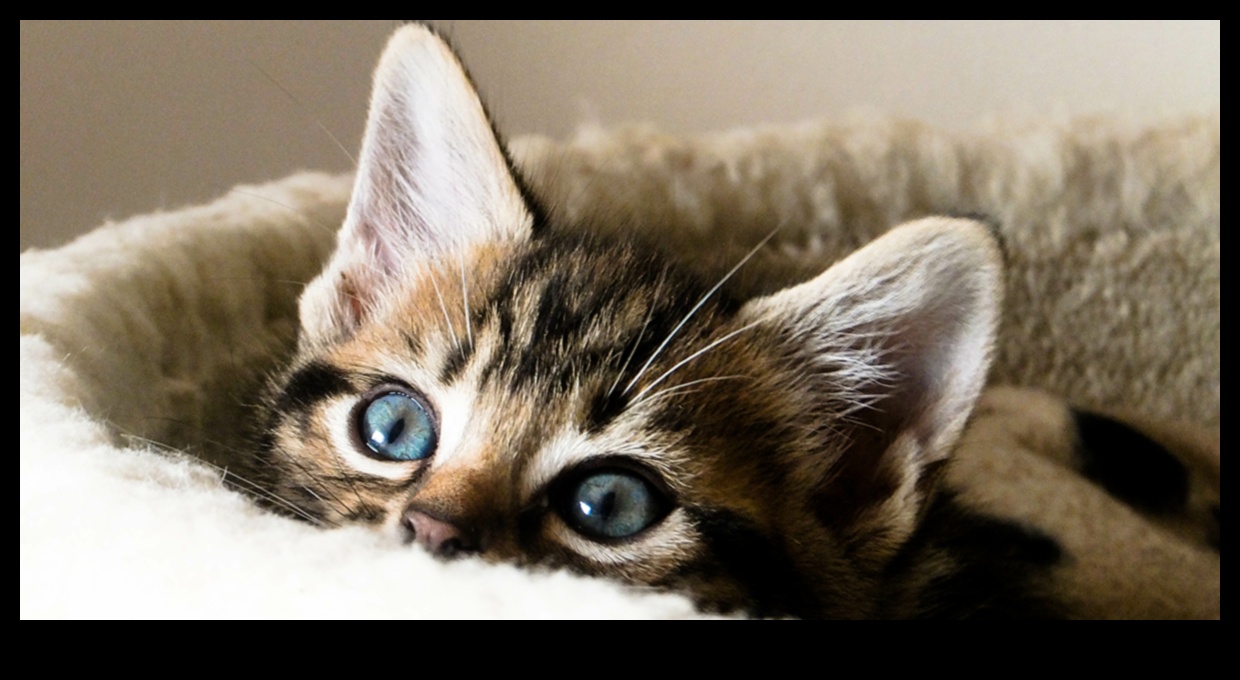 Kitten Korner: Navigating the World of Young Cat Ownership