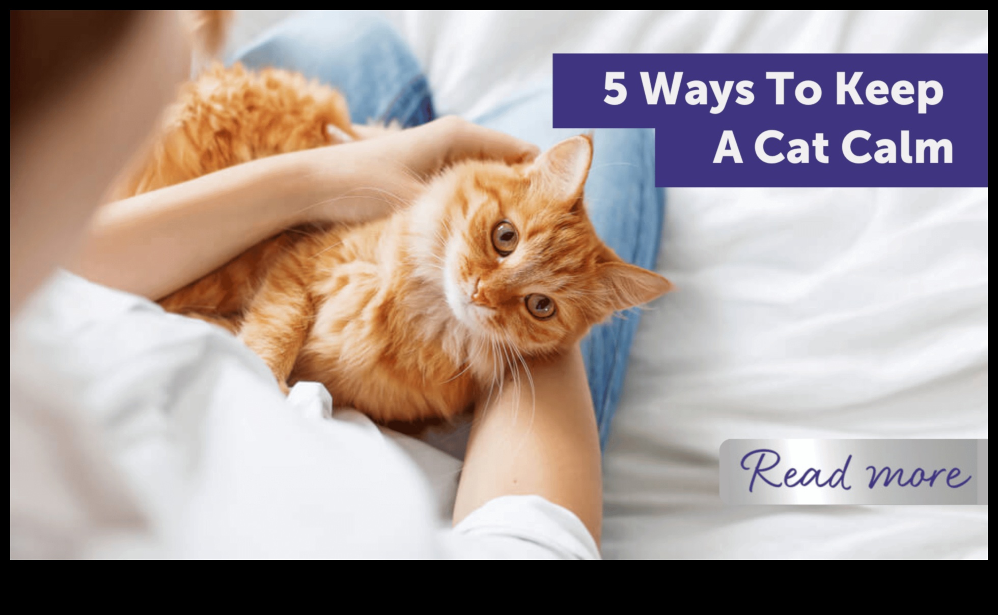 Kitty Comfort: Creating a Calm Environment for Your Cat