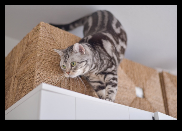 Kitty Comfort: Creating a Calm Environment for Your Cat