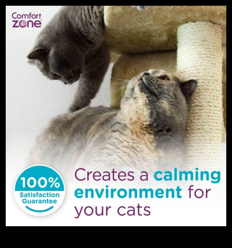 Kitty Comfort: Creating a Calm Environment for Your Cat