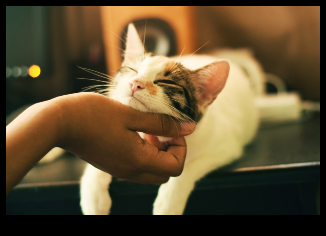 Kitty Conundrums: Problem-Solving for Common Cat Issues