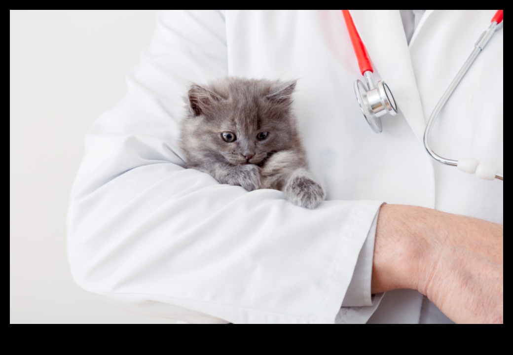 Kitty Conundrums: Solving Common Cat Behavior Challenges