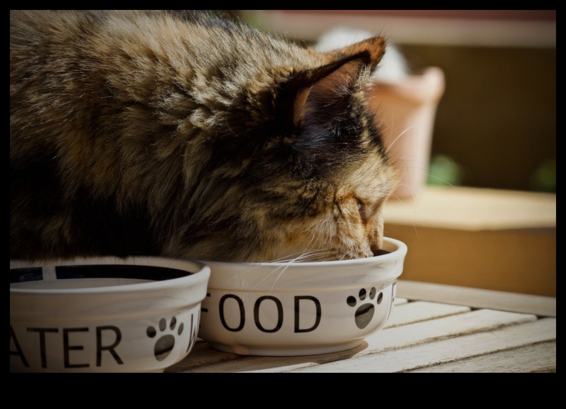 Kitty Kibbles: A Guide to Choosing the Right Cat Food