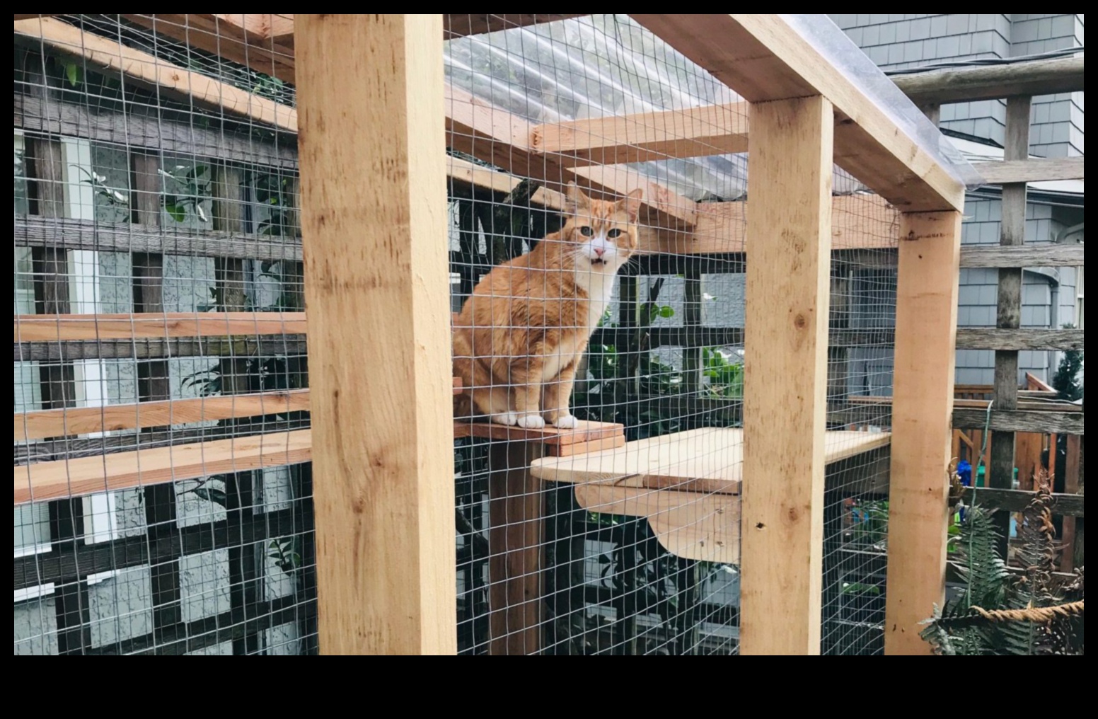 Kitty Kingdom: Building a Safe and Stimulating Indoor Environment