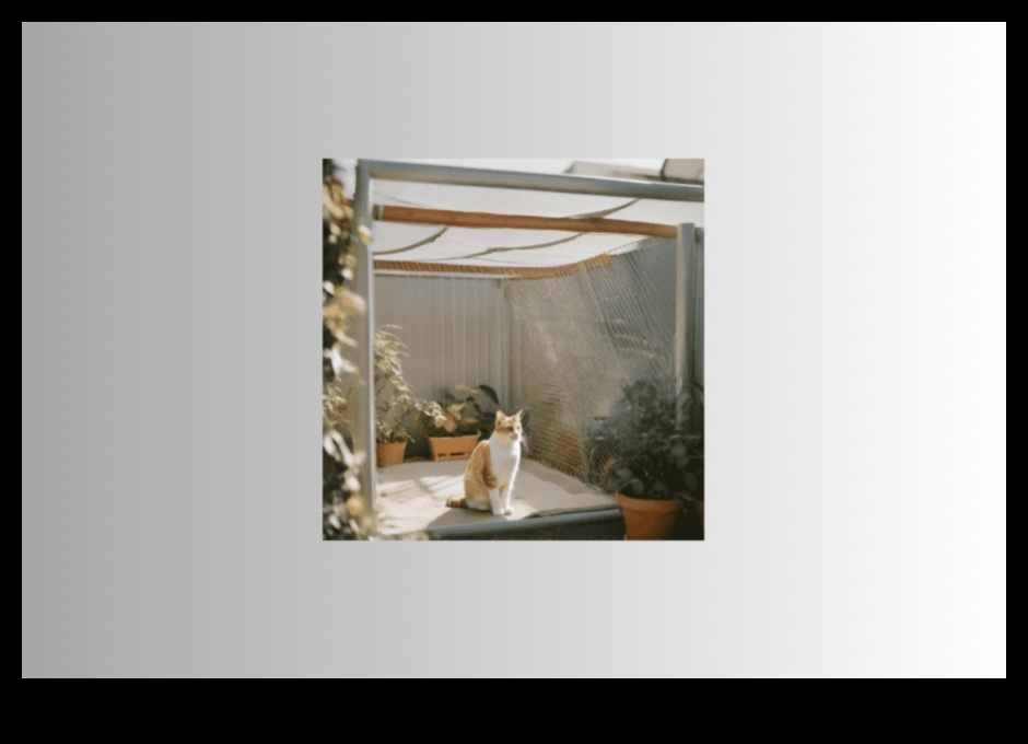 Kitty Kingdom: Building a Safe and Stimulating Indoor Environment