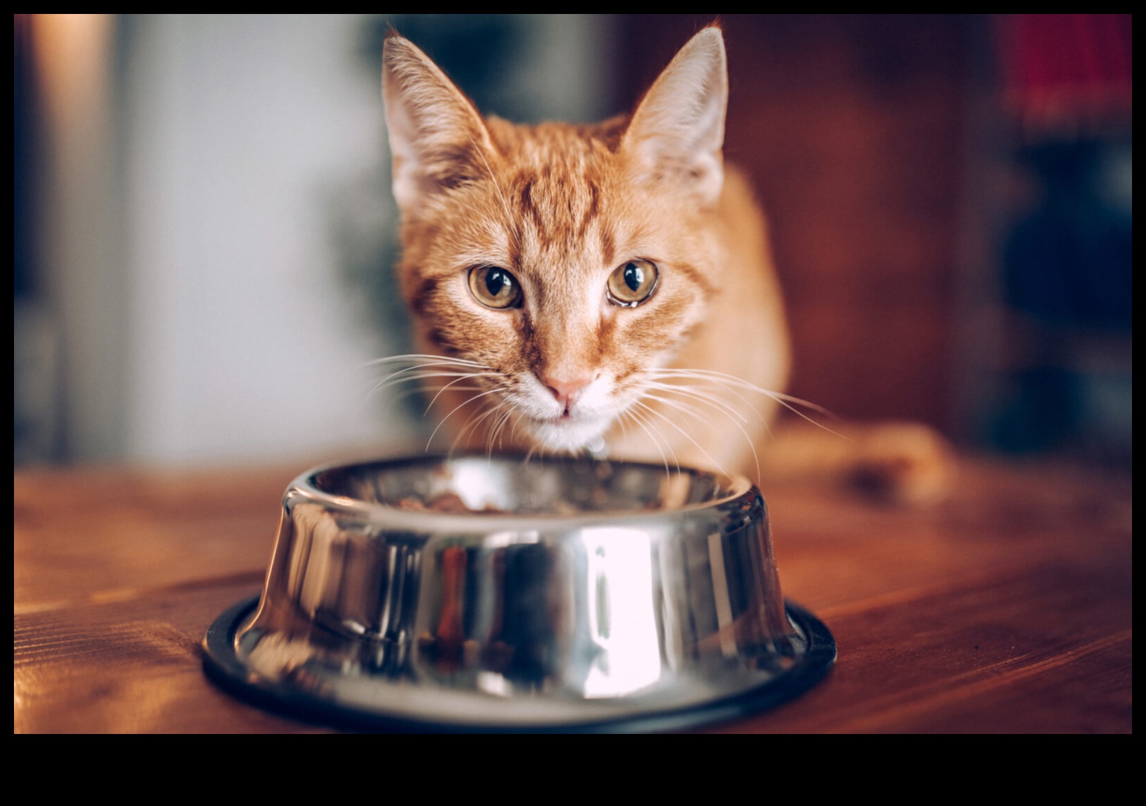 Kitty Kitchens: Whipping Up Nutritious and Delicious Cat Meals