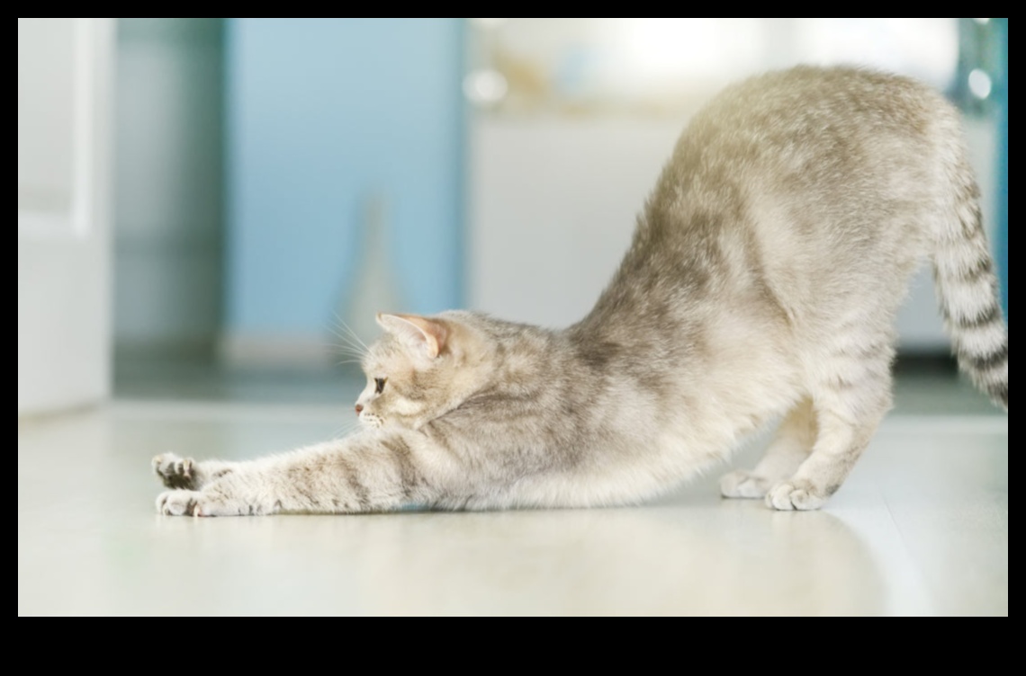 Kitty Yoga: Incorporating Stretching and Exercise into Your Cat's Routine