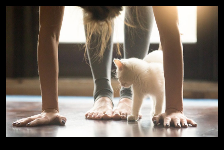 Kitty Yoga: Incorporating Stretching and Exercise into Your Cat's Routine