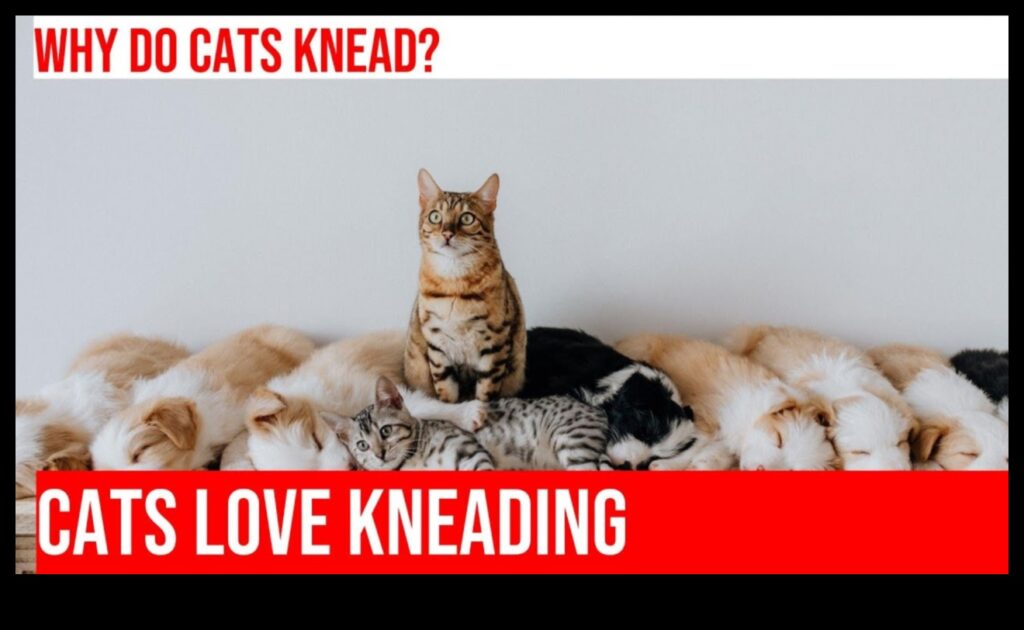 Kneadful Moments Understanding the Quirky Behavior of Cat Kneading 1