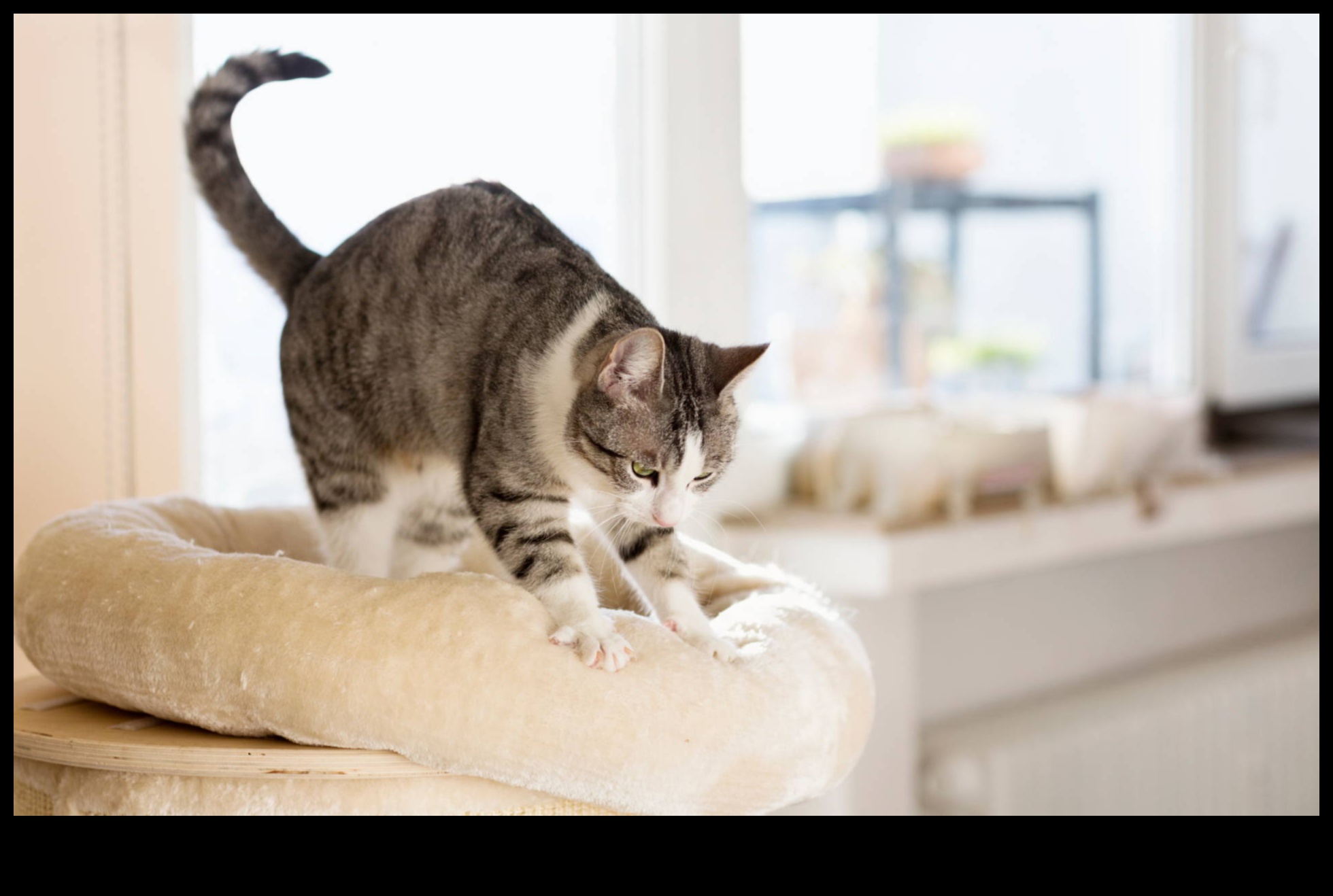 Kneadful Moments: Understanding the Quirky Behavior of Cat Kneading
