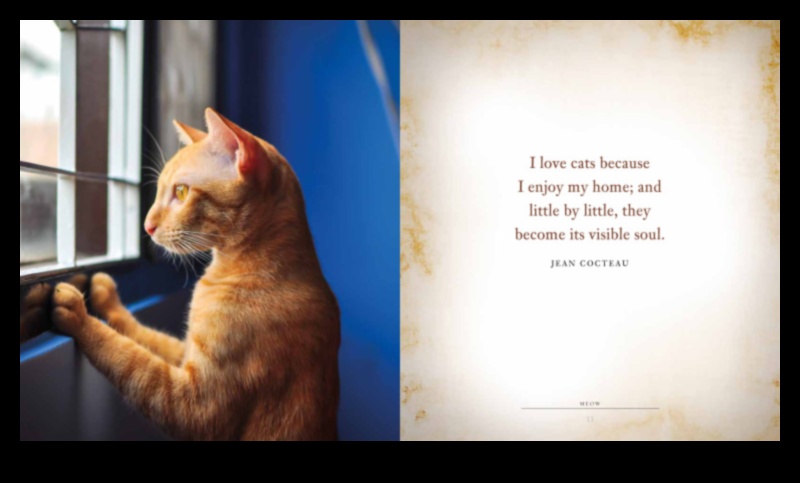 Meow Motivation Keeping Your Cat Happy and Content 1