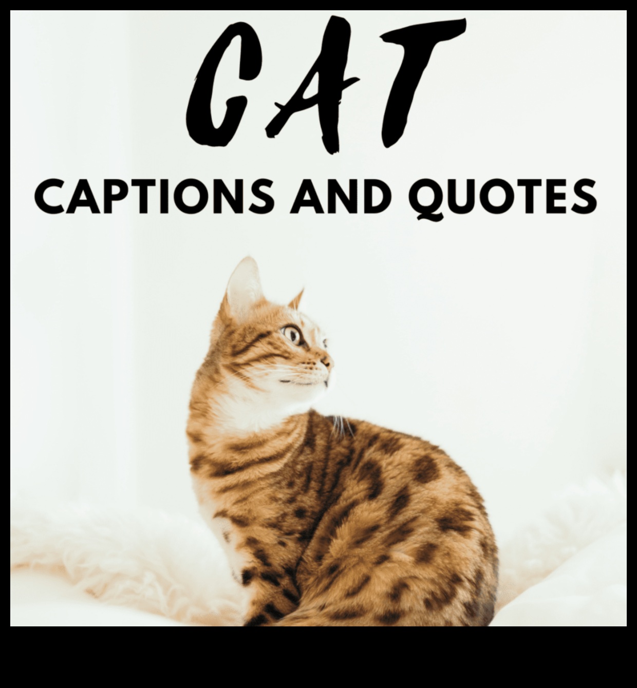 Meow Motivation Keeping Your Cat Happy and Content 2 Meow Motivation: Keeping Your Cat Happy and Content