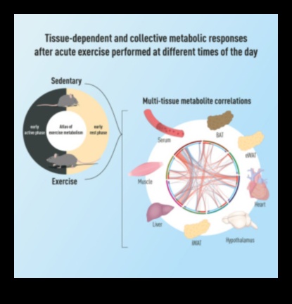 Metabolic Mastery: How Exercise Optimizes Your Body's Metabolism