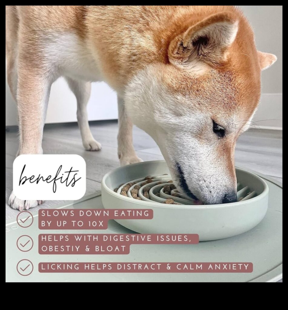 Mindful Mealtimes Encouraging Slow Feeding for Dogs and Cats 1