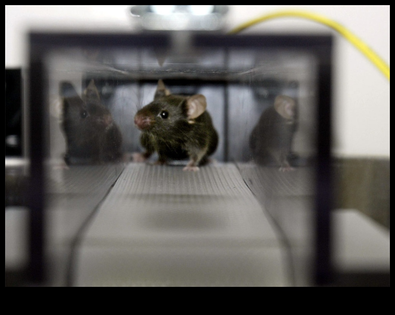 Mouse Marathon Exercise and Entertainment for Small Rodents 1 Mouse Marathon: Exercise and Entertainment for Small Rodents