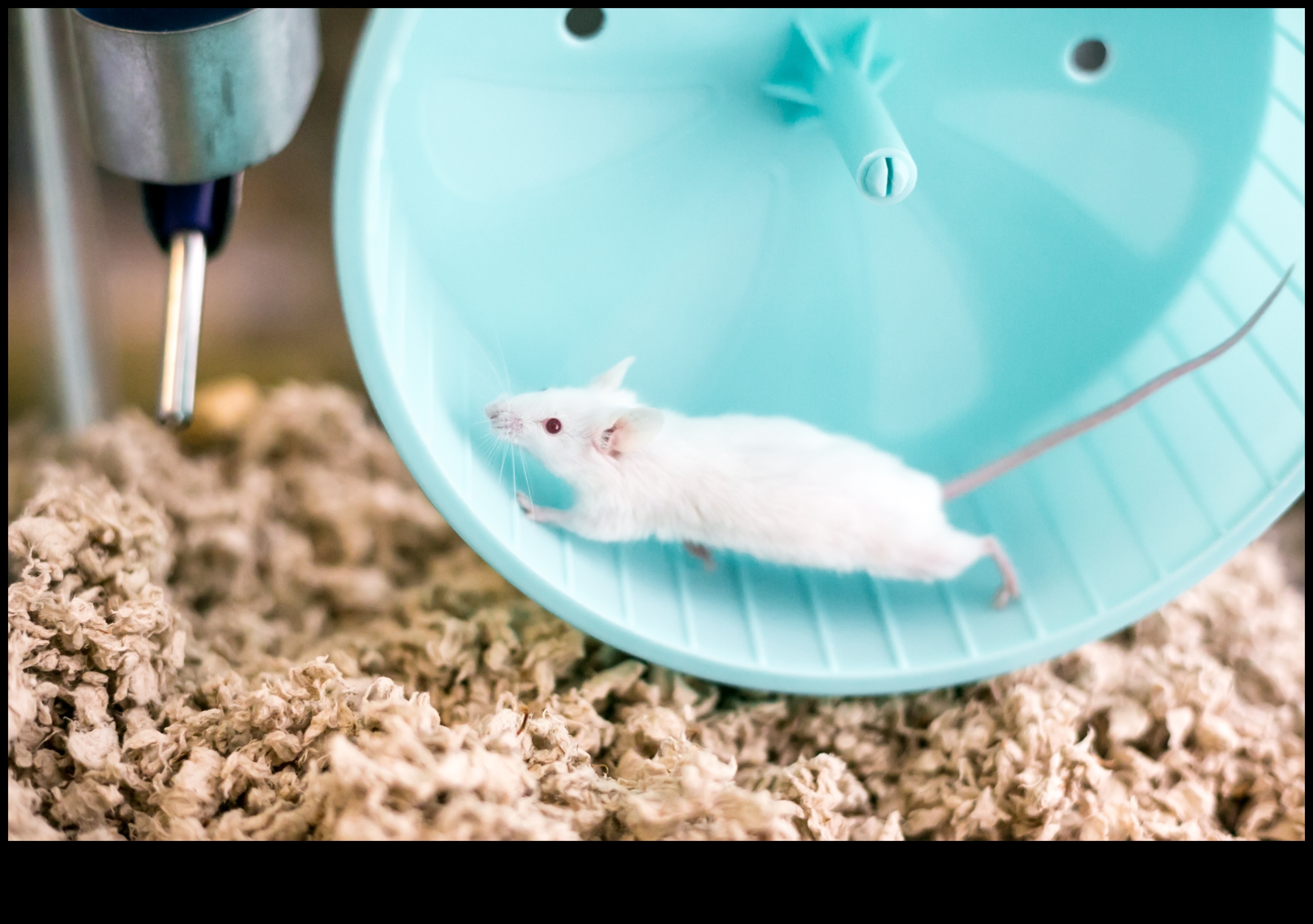 Mouse Marathon Exercise and Entertainment for Small Rodents 3 Mouse Marathon: Exercise and Entertainment for Small Rodents