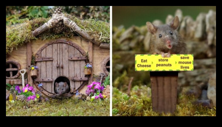 Mousey Mansion DIY Multi-Level Homes for Small Rodents 1