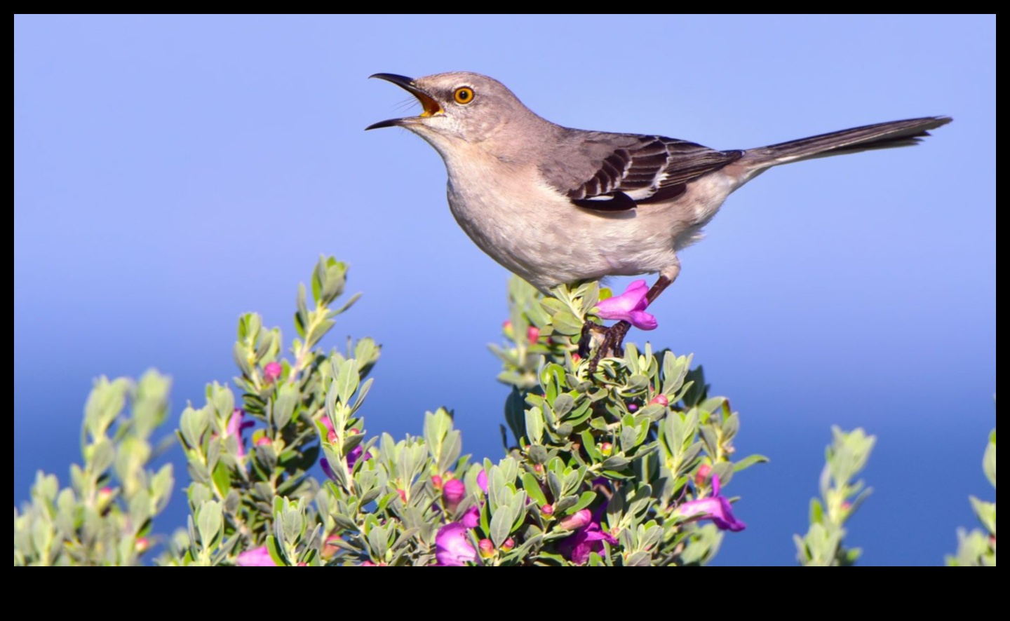 Mysterious Mimics Birds Known for Impersonating Sounds 1 Mysterious Mimics: Birds Known for Impersonating Sounds