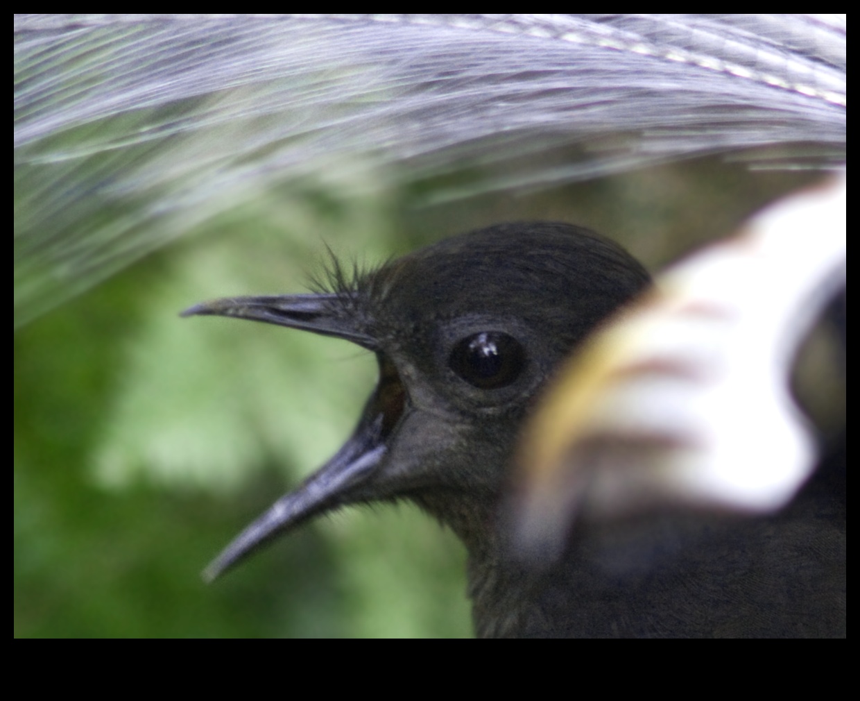 Mysterious Mimics Birds Known for Impersonating Sounds 2 Mysterious Mimics: Birds Known for Impersonating Sounds