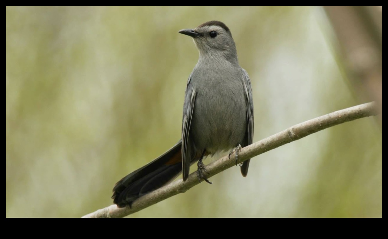 Mysterious Mimics Birds Known for Impersonating Sounds 3 Mysterious Mimics: Birds Known for Impersonating Sounds